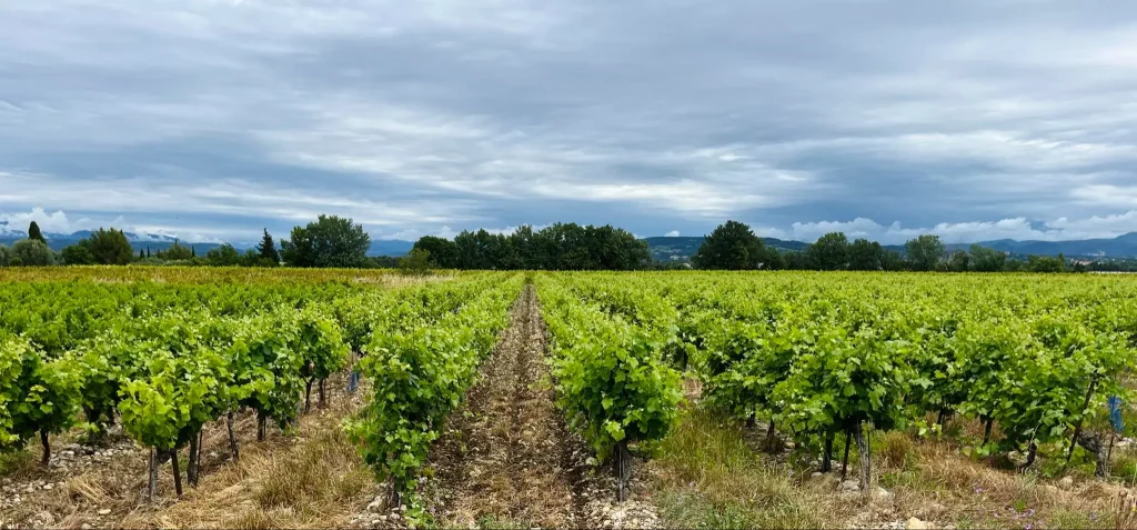 Domaine viticole Meynier & fils à Rochegude dans la Drôme