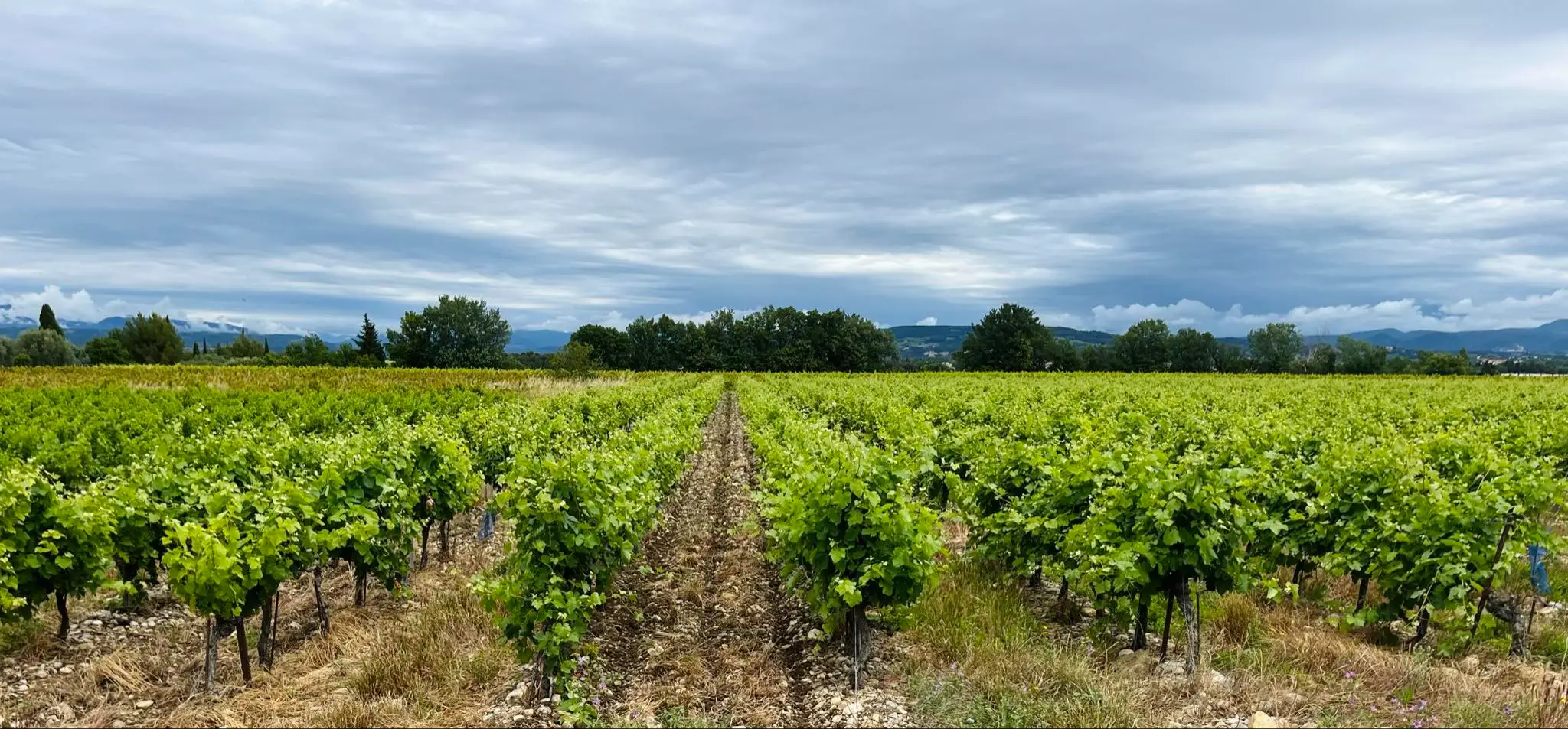 Domaine viticole Meynier & fils à Rochegude dans la Drôme